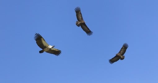 White-backed Vulture and Hooded Vulture in Flight