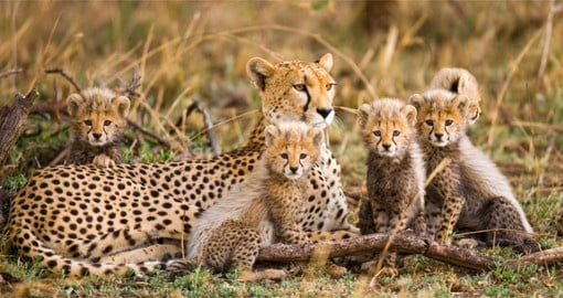 Your Tanzania safari tour continues to the Serengeti National Park and it's large population of Cheetah