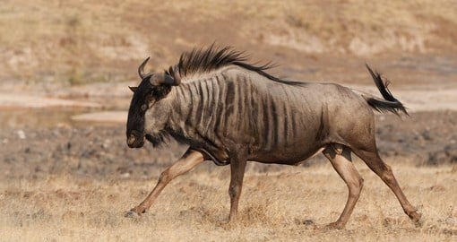 A blue wildebeest running