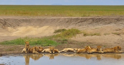 Explore the Serengeti and watch everyday life of wild life in it during your next trip to Tanzania.