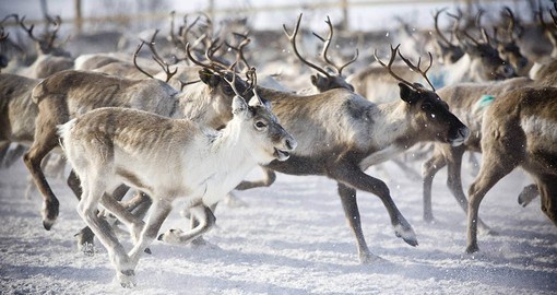 Enjoy A Reindeer experience in Lapland while visiting Finland