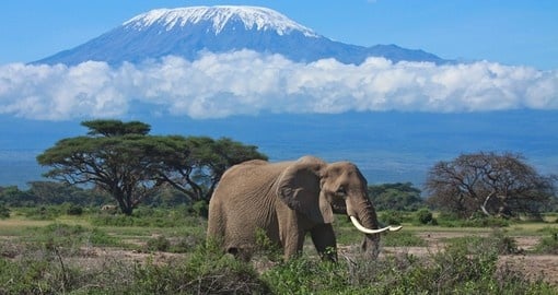 Elephant with snow covered Mount Kilimanjaro