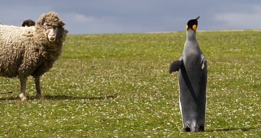 King Penguin and a curious sheep
