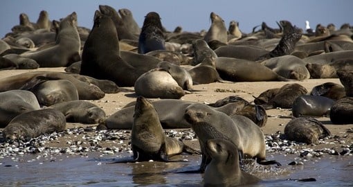 Seals at Swakopmund
