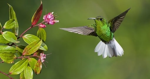 One of Monteverde icons, the Coppery-headed Emerald Humming bird, and a highlight on all Costo Rica tours