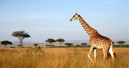 Giraffe in the grasslands of Masai Mara