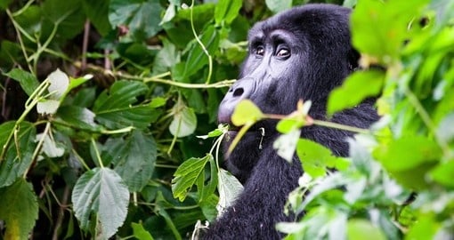 See one of the most endangered animals in the world on a Bwindi Impenetrable Forest safaris.