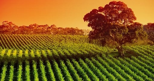 The Barossa Valley is one of Australia's oldest wine regions and would be a highlight of your Australia vacation.