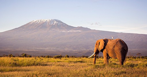 Amboseli, with it's vast elephant herds, offers visitors beautiful views of Mount Kilimanjaro
