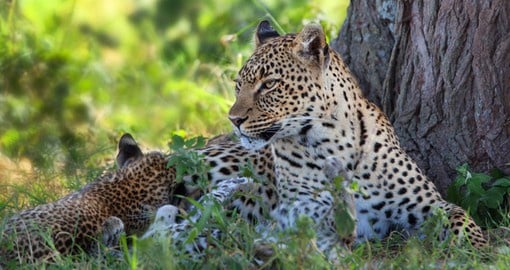 Leopards and other members of the Big 5 are highlights of your Tanzania Safari