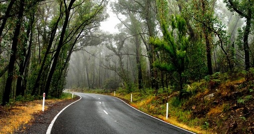Discover Grampians Forest and wildlife in Australia.