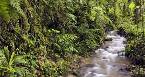 Explore Mindo in the western slopes of the Andes during your trip to Ecuador.