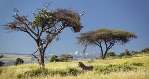 Endangered Graves zebra and Acacia trees make for a photo opportunity while on your Mount Kenya National Park safari.