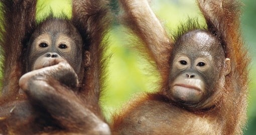 Close-up of two young orangutans