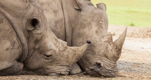 Family of rhino sleep on the ground