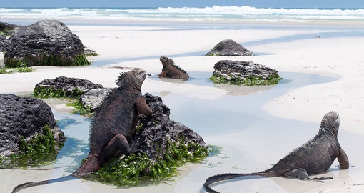 Enjoy wildlife spotting on your Galapagos cruise