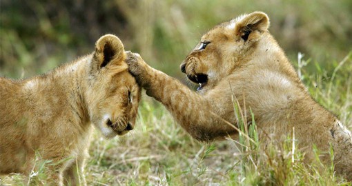 The Masai Mara is famous for its big prides of lions