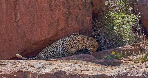 The elusive Leopard, Pilanesberg National Park