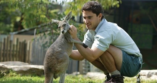 You can experience interaction with wildlife during your next Trip to Australia.