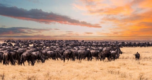 Over two million wildebeest, zebras and gazelles move through the Serengeti and Masai Mara ecosystems