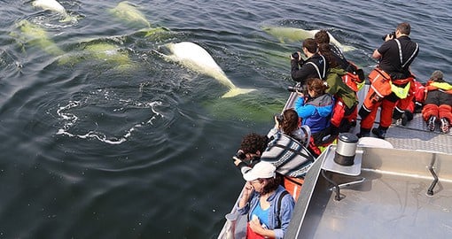 Each year,  60,000 Beluga Whales descend upon Hudson Bay