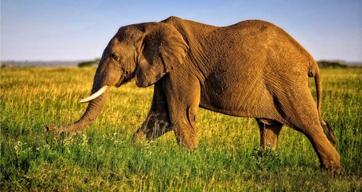 During your safari in Tanzania be on the lookout for Africa's Big 5 including the African Elephant