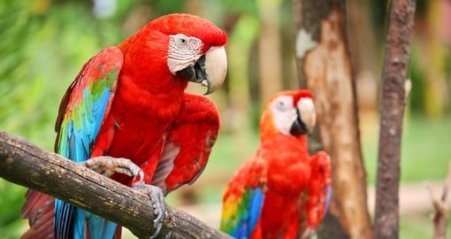 Hang out with colourful macaw's on your El Salvador Vacation