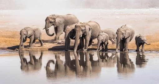 Watch Elephants at a waterhole in Etosha National Park on your next trip to Namibia.