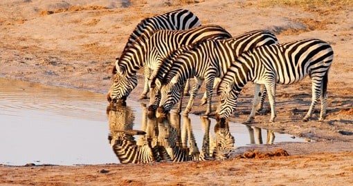 Zebras gather at a watering hole, Hwange National Park - A great photo opportunity for all Botswana safaris.