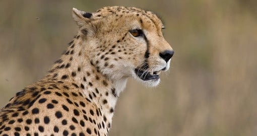 Cheetahs are one of the Big Cats that may be seen on your Kenyan Safari