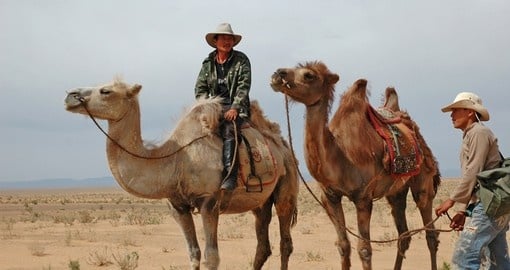 Men with their camels in the Gobi Desert