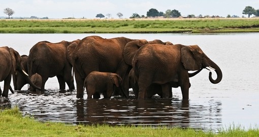 Herd of elephants washing and drinking
