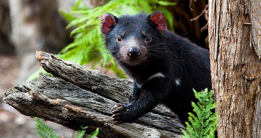 You might be able to see Tasmanian devil up close during your next Australia tours.