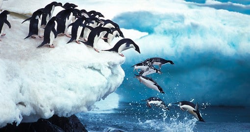 Admire penguin colonies as they dive, slide, and swim around