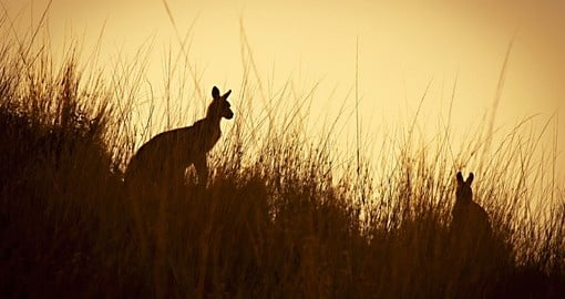 Australian kangaroos silhouetted at sunset