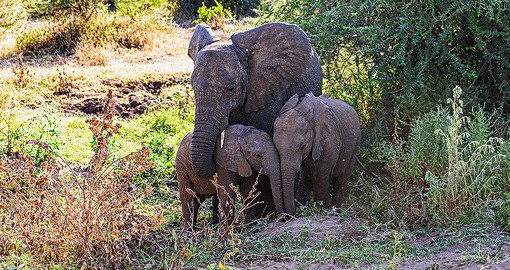 Ngorongoro Conservation Area boasts the densest wildlife populations on earth