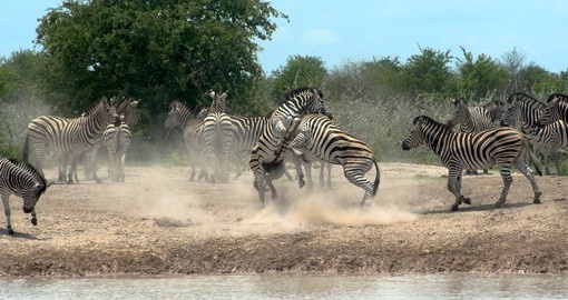 Two zebras fighting for rank alongside a water hole in Nxai Pan National Park