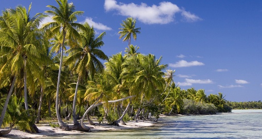 Palm trees in Cook Islands