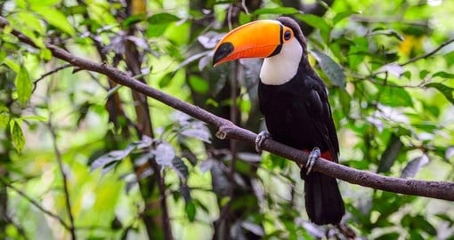 A toucan in Iguazu National Park
