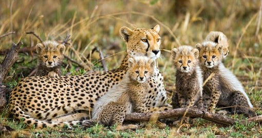 Tanzanian cheetahs are the oldest and largest of the species