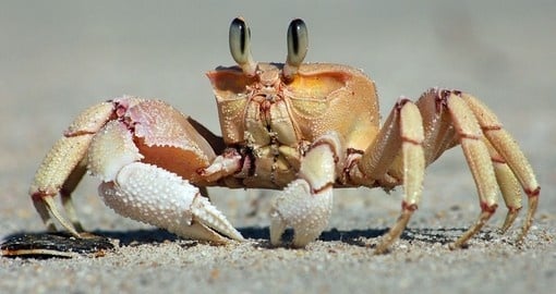 A sea crab on Zanzibar Island
