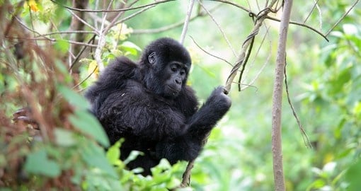 Eastern mountain gorilla baby in rain the forest