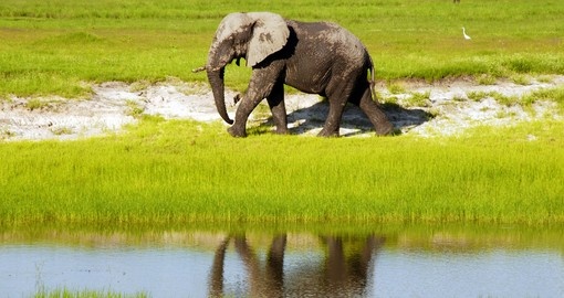 Dirty african elephant in wild grass savanna, Botswana