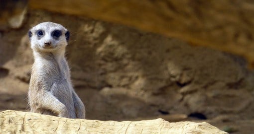 Meerkat groups, know as mobs, live in the dry, open plains of the Kalahari
