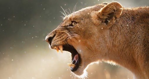 Lioness displays dangerous teeth during light rainstorm in Kruger National Park, but it makes for a great photograph on your South Africa safari.