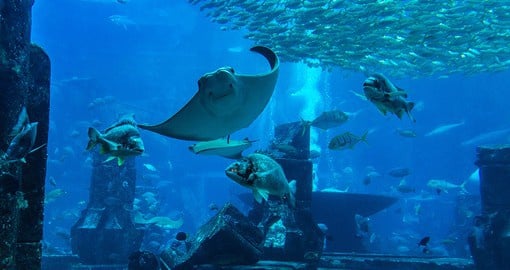 Experience an underwater adventure at the Dubai Aquarium and Underwater Zoo, one of the largest in the world