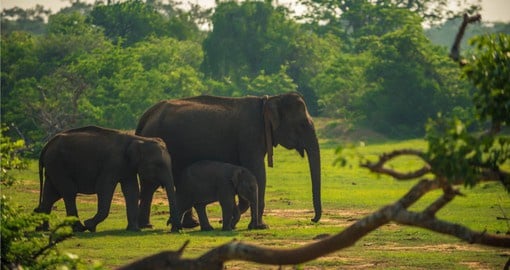 You can expect to see all different kinds of wildlife in the jungles of Yala National Park on your Sri Lanka Vacations
