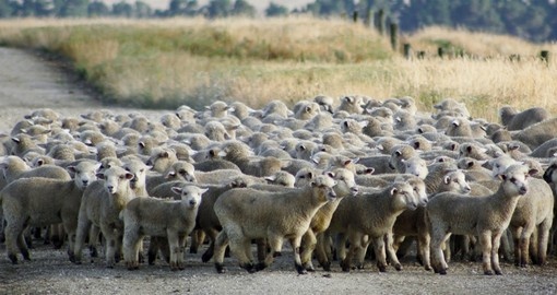 A mob of hoggets might become a traffic hazard during your next New Zealand tours.