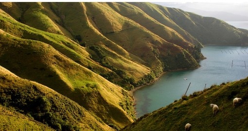 The green slopes of the Marlborough Sounds region