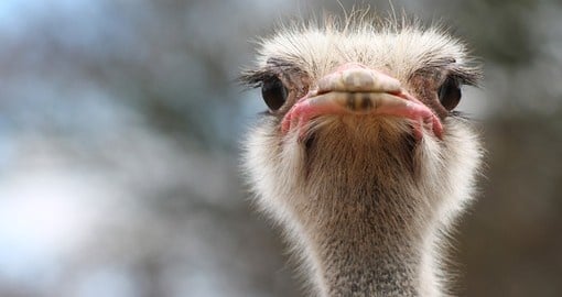 Meet a friendly ostrich on your South Africa Tour